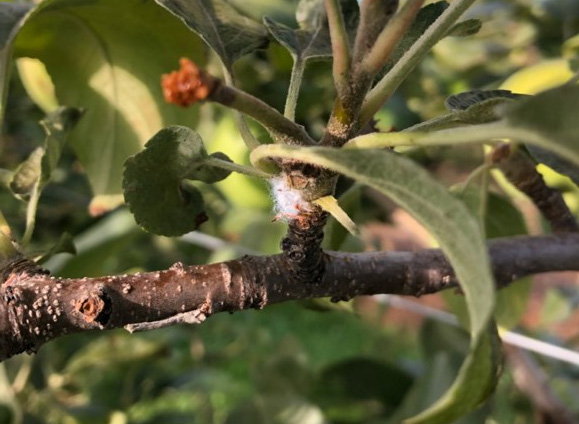 Woolly apple aphid on apple